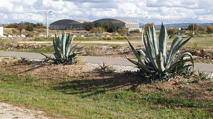 35-ANR - Marignane - petit train - 17 oct 2019