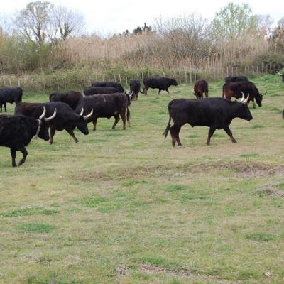 7 avril 2022 - Manade en Camargue